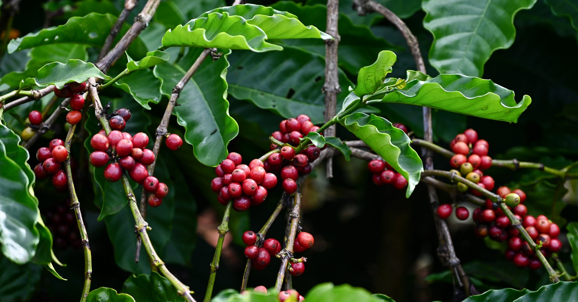 Coffee exports bring Vietnam close to $1 billion in just one month