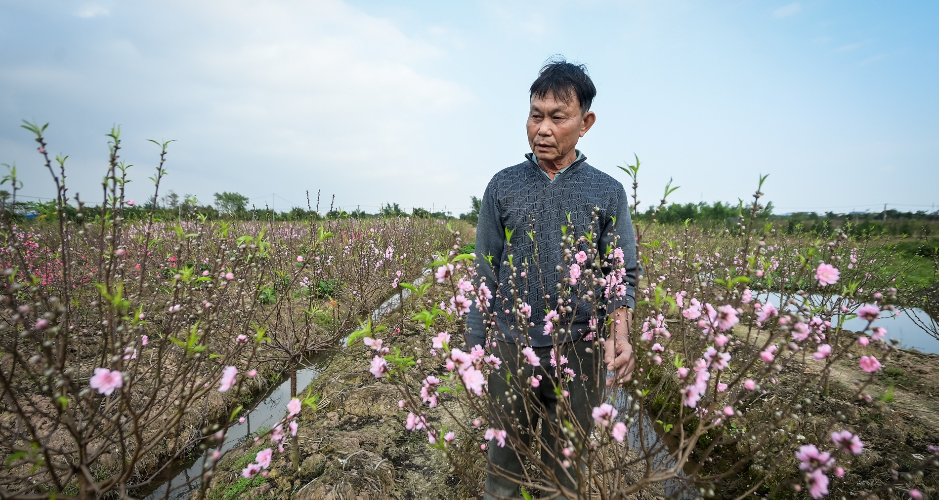 Early bloom, bitter loss: Ninh Binh peach growers fear a fruitless Tet