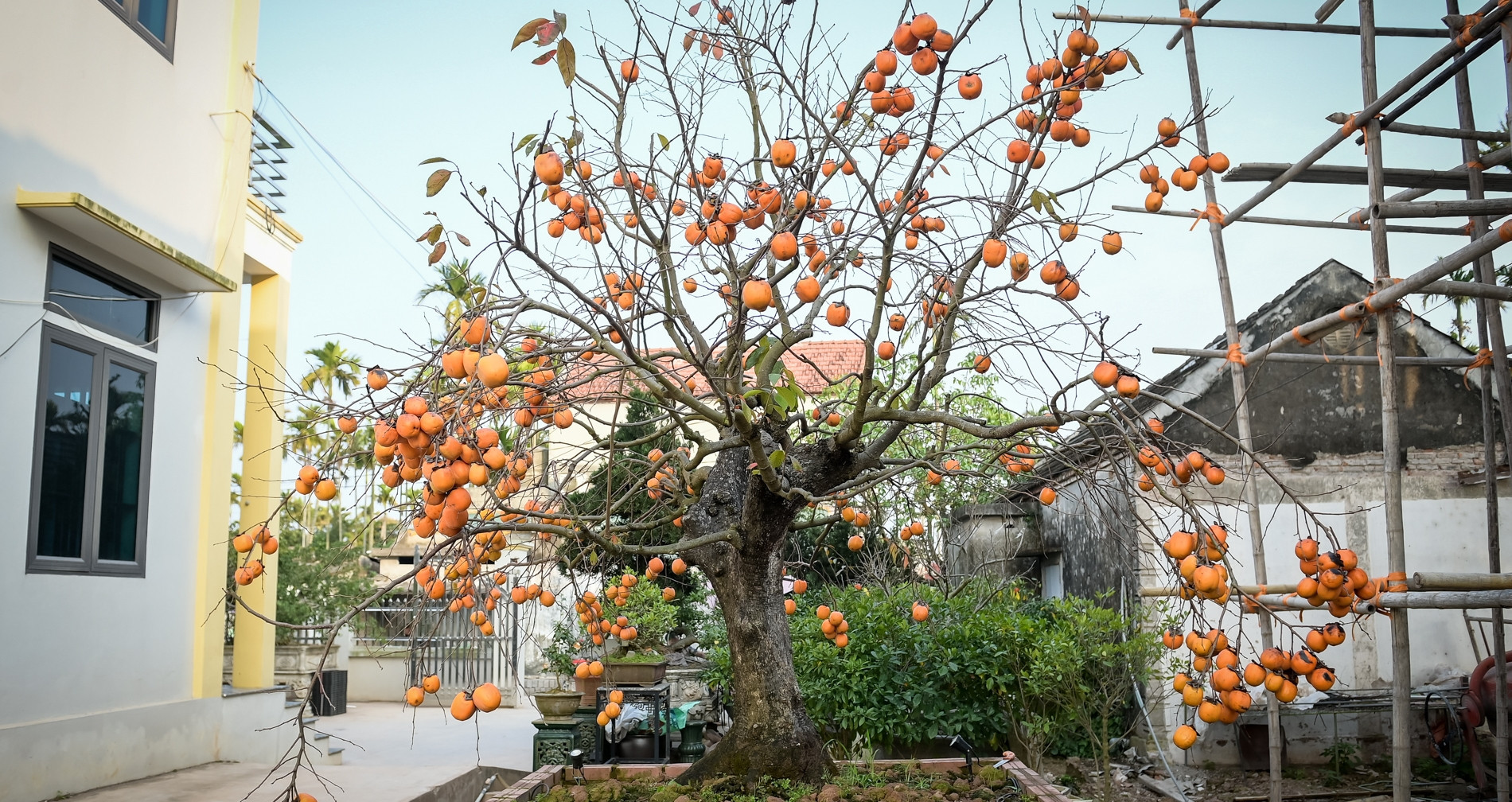 A century-old persimmon tree in Ninh Binh draws a VND500mil. offer