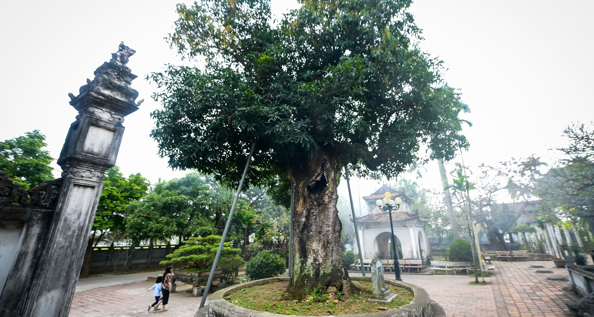 Ancient hollow tree in Ninh Binh thrives after more than 300 years