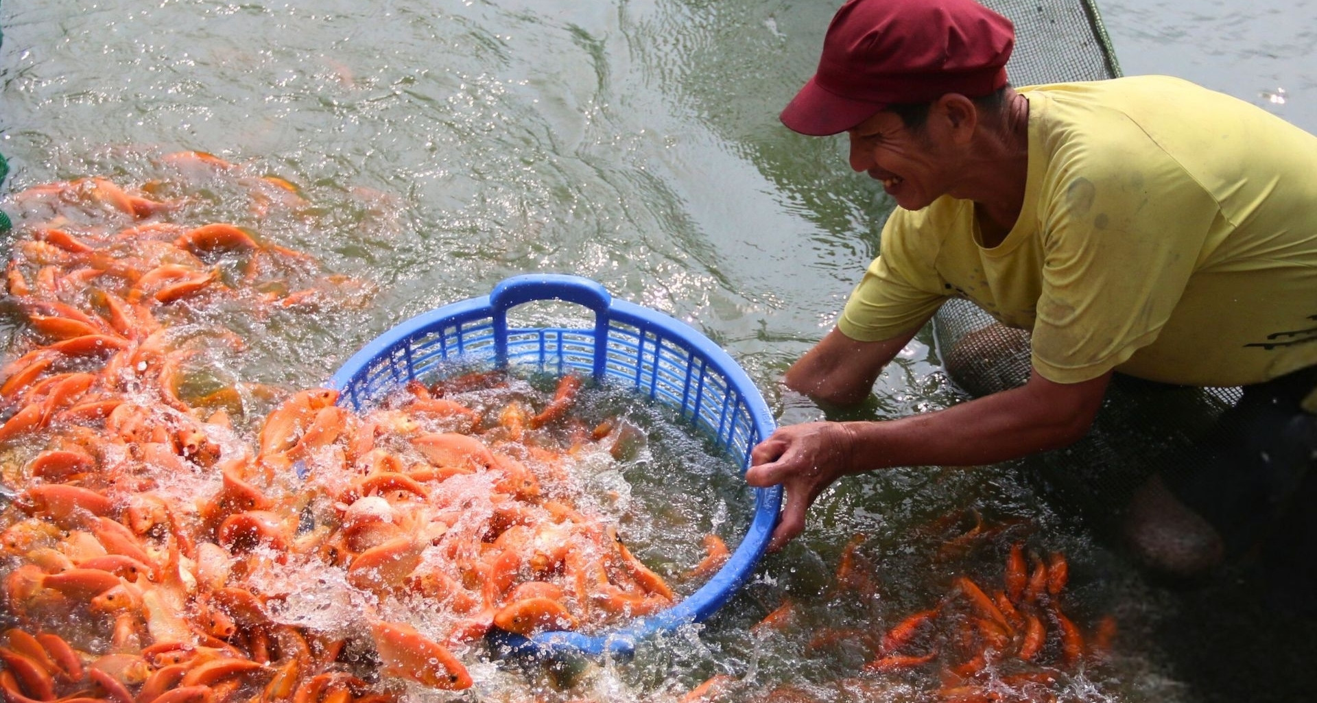 Carp farmers in Dong Nai rush into harvest season before Tet ritual