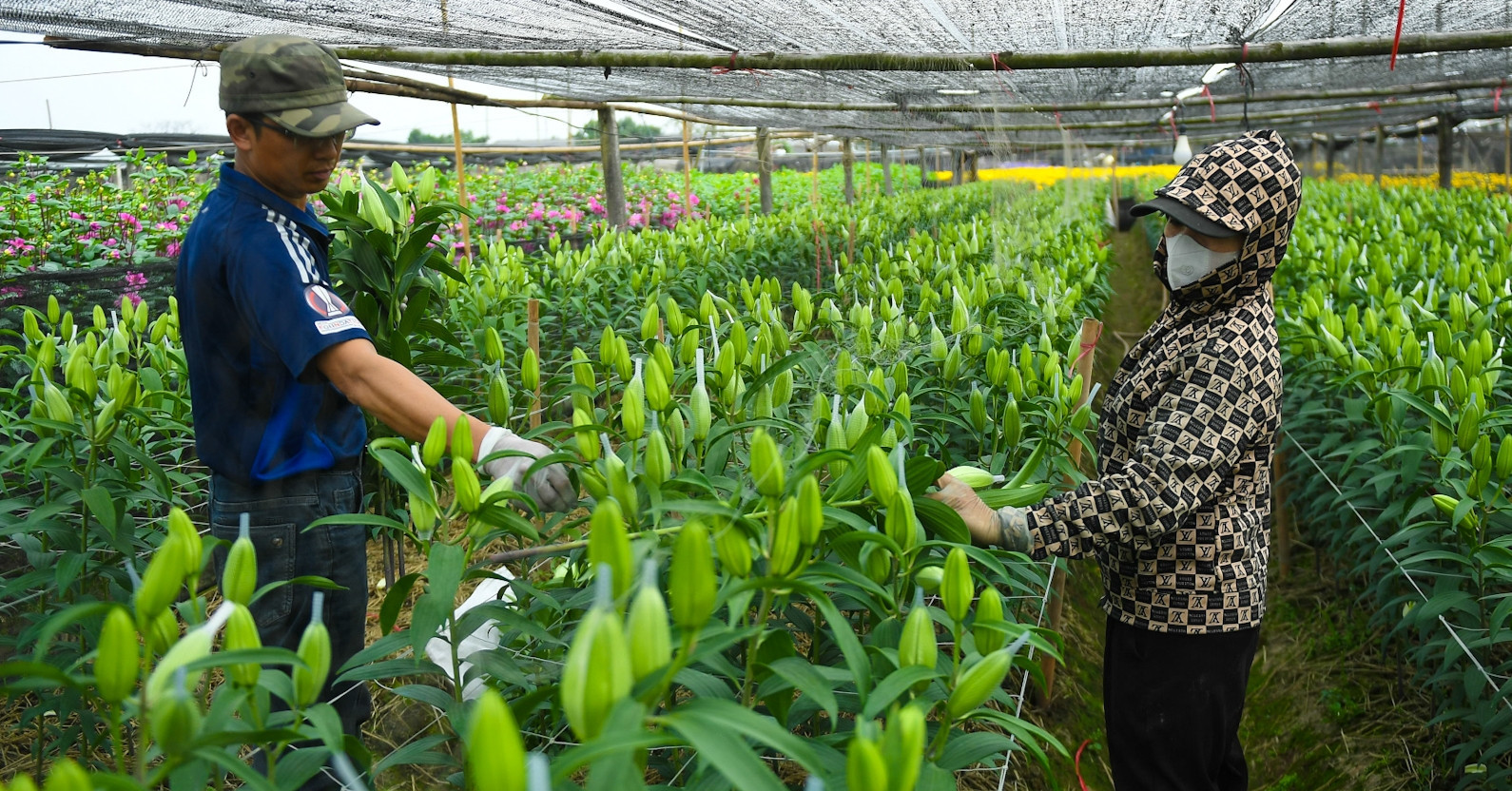 From lilies to chrysanthemums, Tay Tuu&rsquo;s Tet flower fields boom