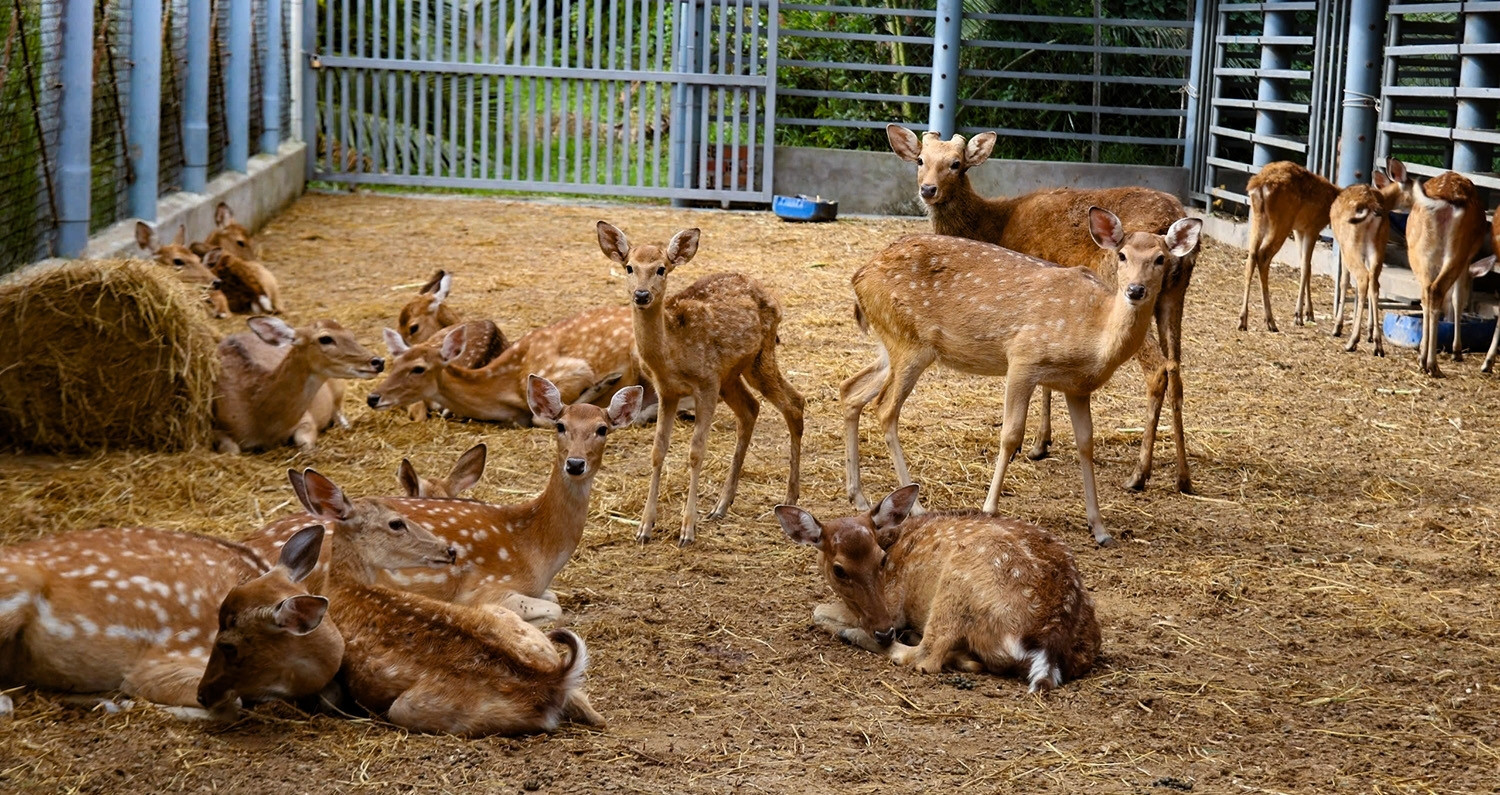 Raising sika deer in refurbished barns brings Mekong Delta farmer $12,000 a year