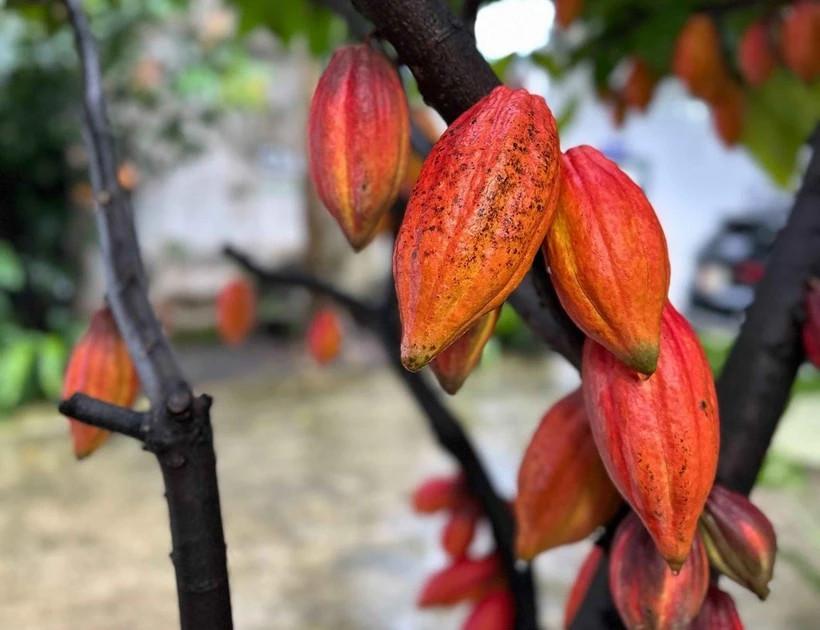 Vietnam looks to shape quality cocoa brand on global map