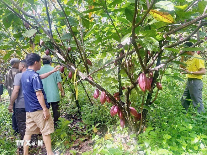 cocoa-farming-in-dak-lak-province.jpg