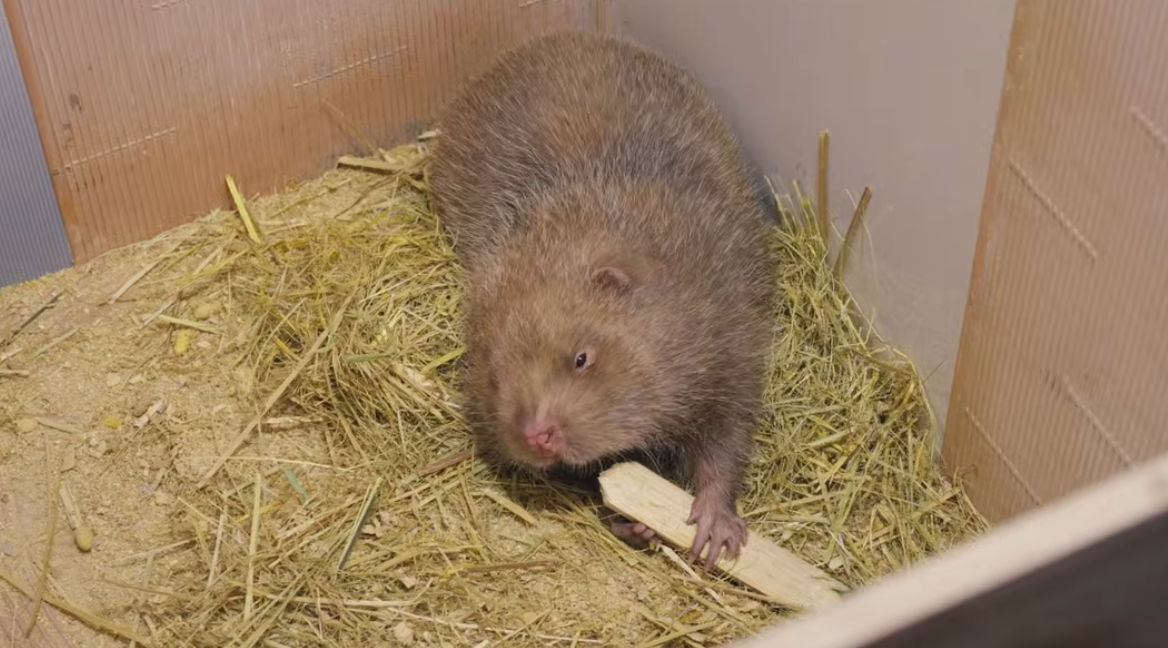 Screenshot 2026 03 09 160150.png