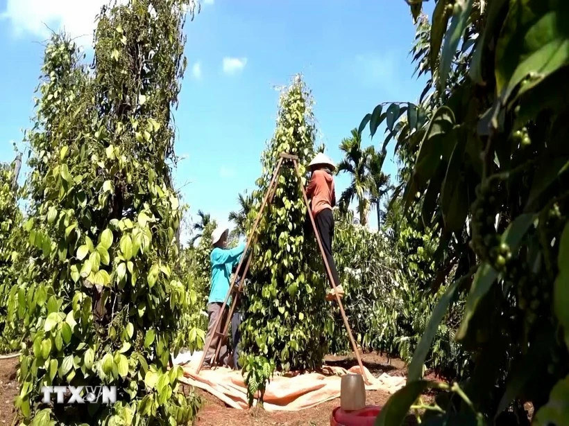 Pepper exports poised for strong gains despite tightening supply