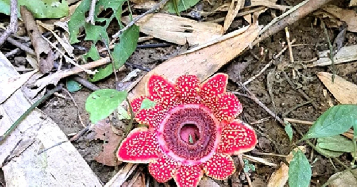 Rare Himalayan sapria discovered in Phong Nha – Ke Bang forest