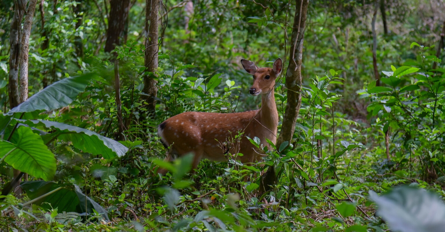 Two deer ‘sparring’ at Cuc Phuong captivate social media