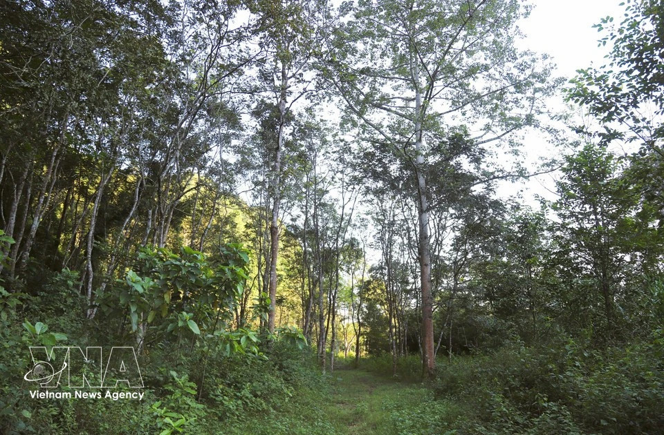 Pu Huong outlying botanical garden – “living museum” of tropical plant species