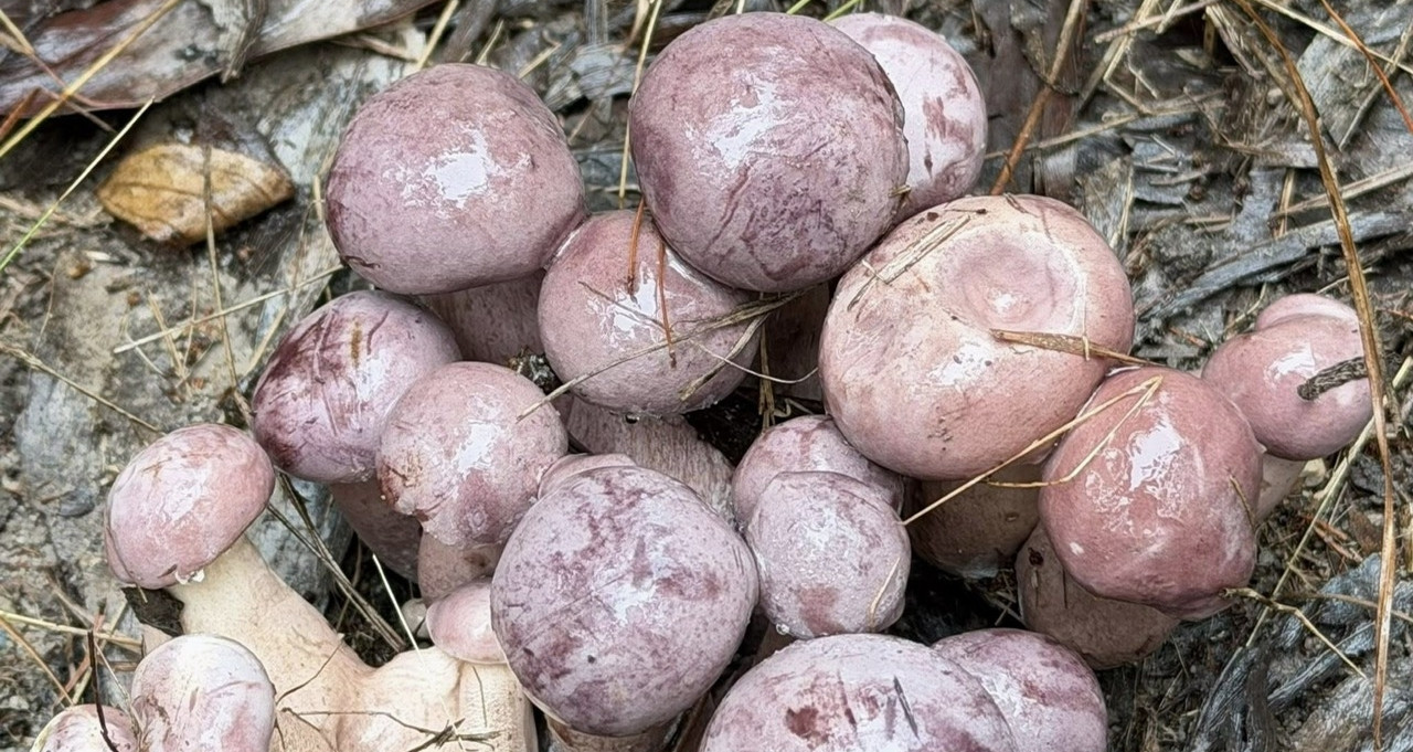 A fleeting gift of nature in Phu Quoc draws eager food lovers