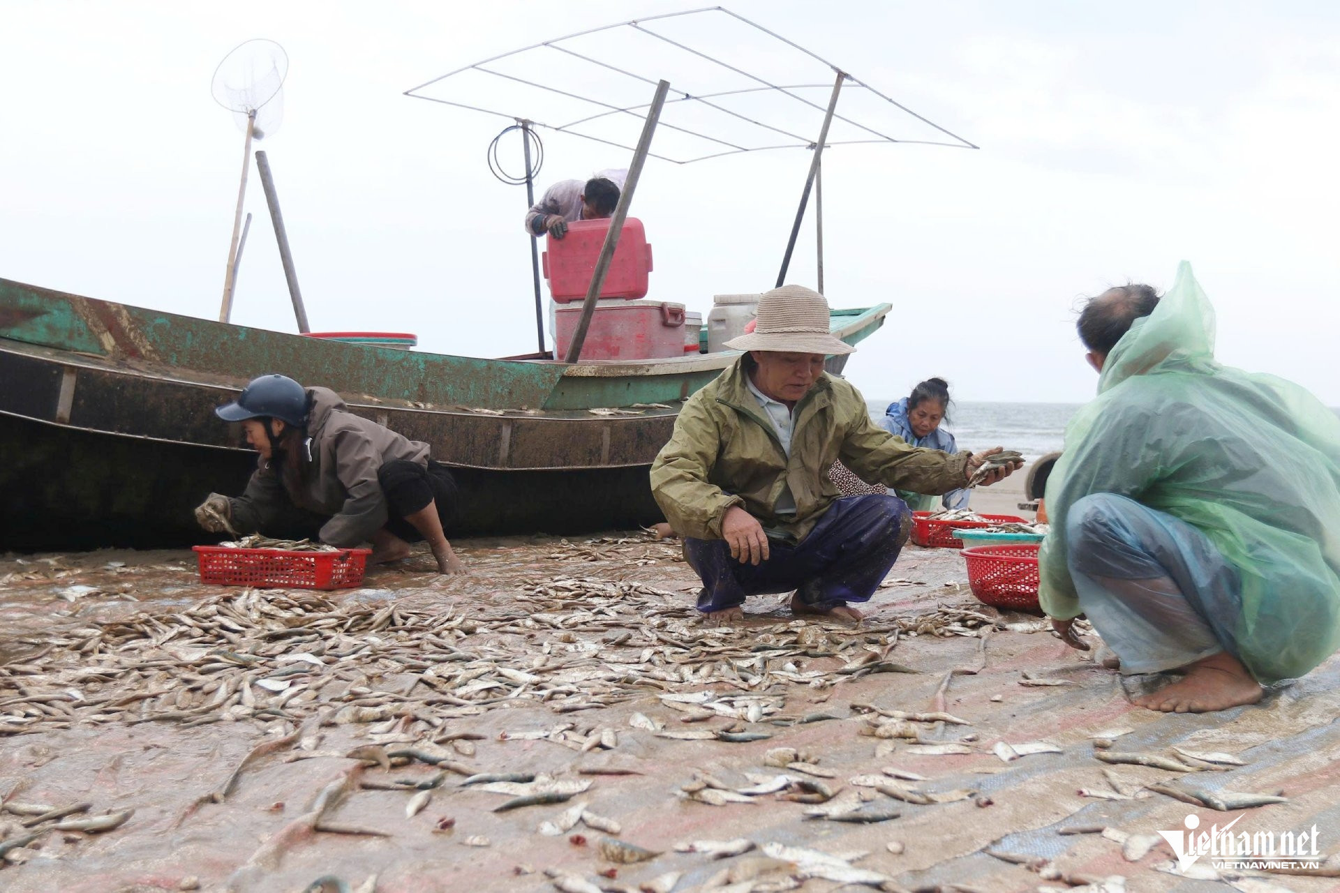 W-a cá trích 6.jpg