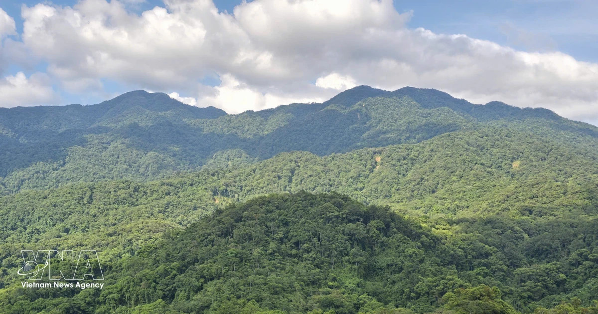 25 million Vietnamese benefit from forests as green development gains traction