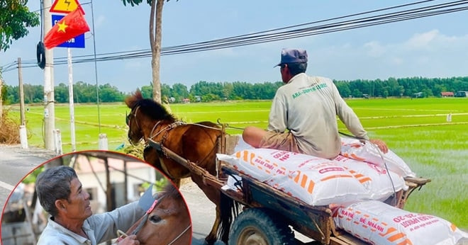Last horse cart drivers hold on in Vietnam’s Mekong Delta