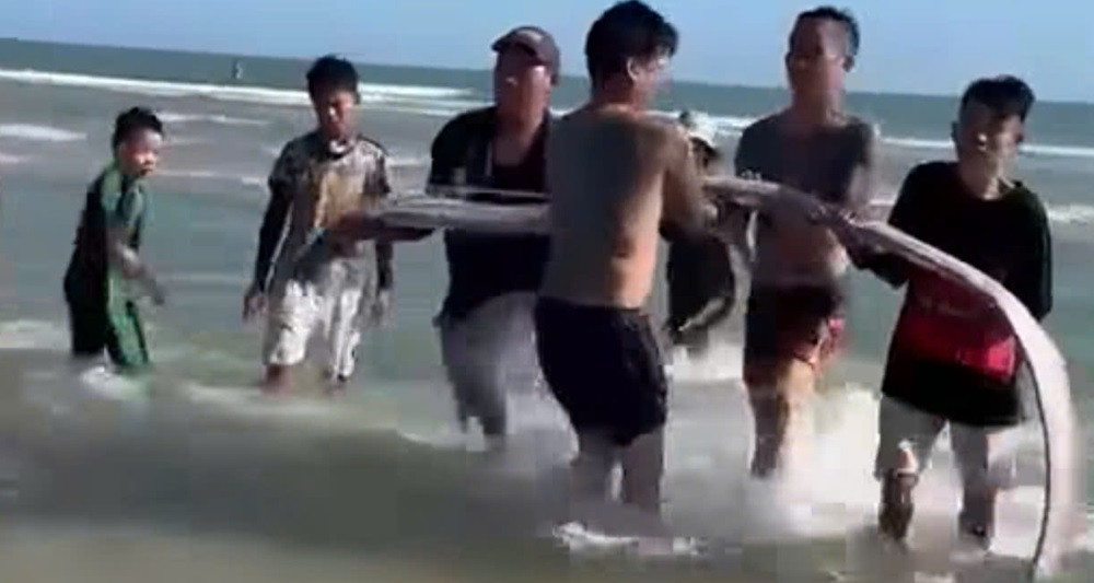 Rare oarfish over 4 meters long washes ashore in Vietnam