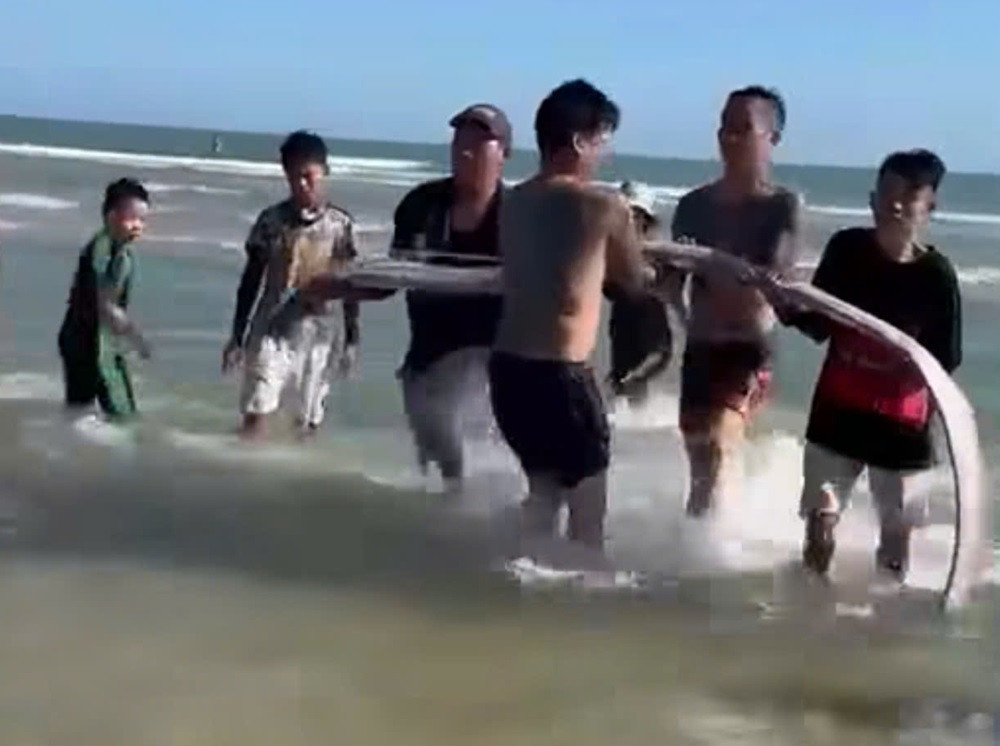 Cá mái chèo dài hơn 4m dạt vào bờ biển, người dân chôn cất theo phong tục..jpg