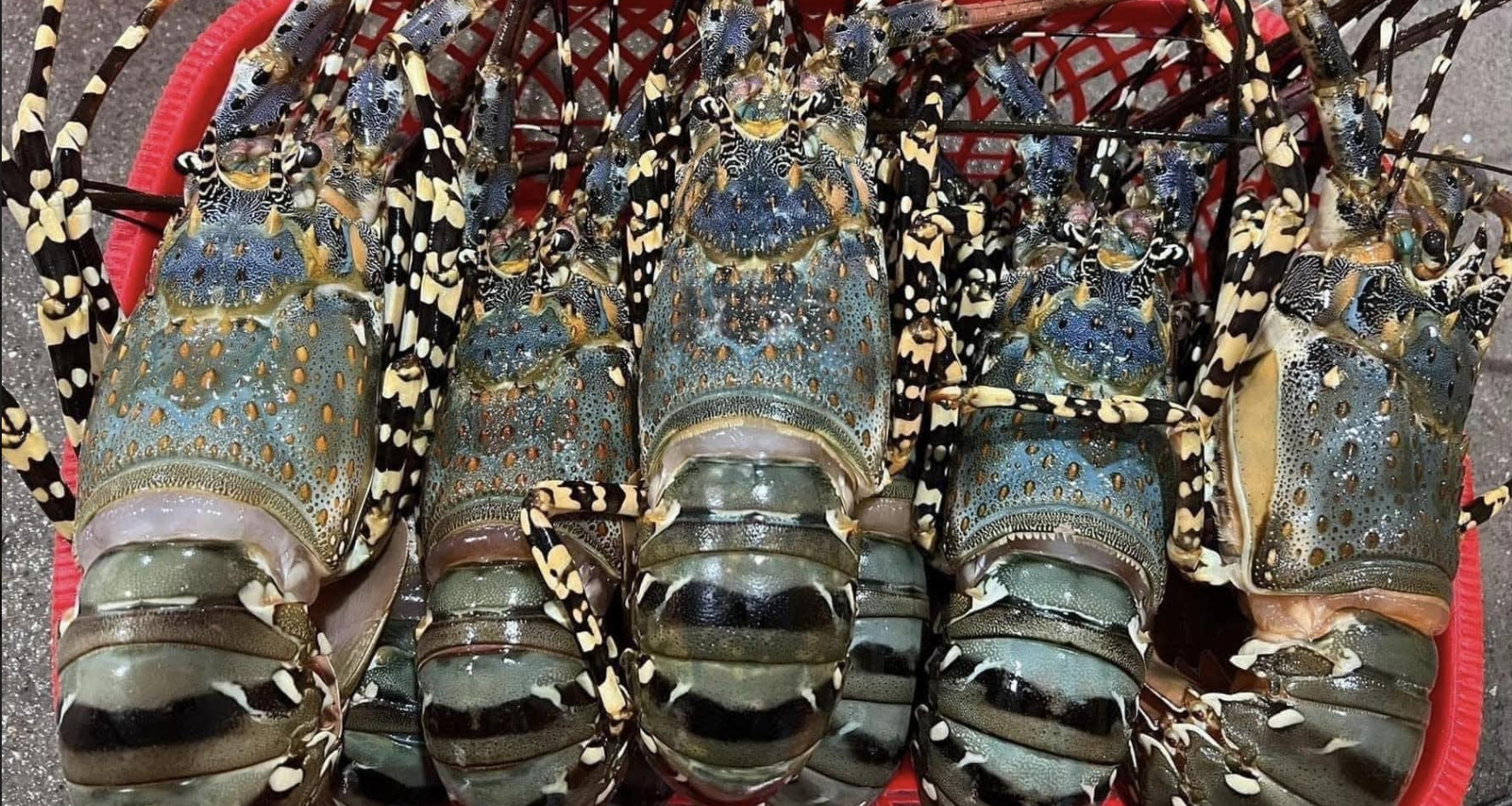 Vietnam’s lobster exports soar on rising Chinese consumption