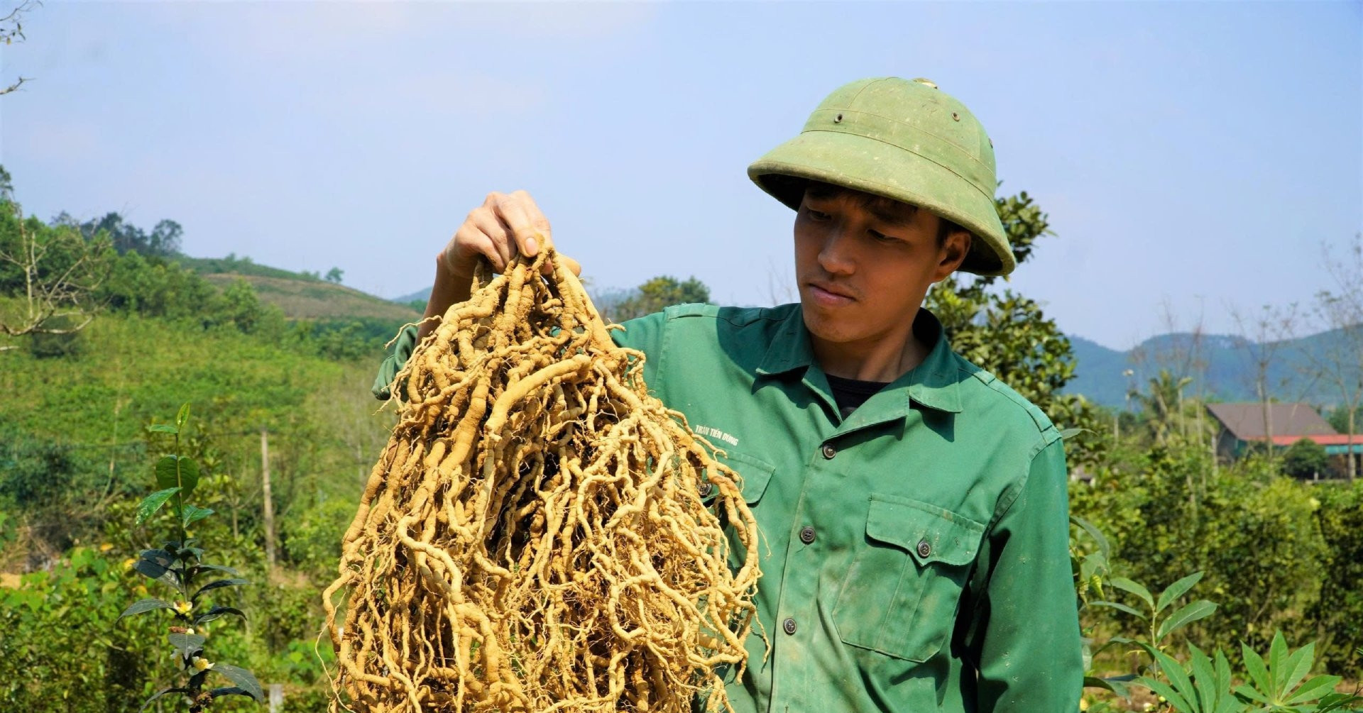 Returning home, a farmer finds fortune in a ‘miracle herb’