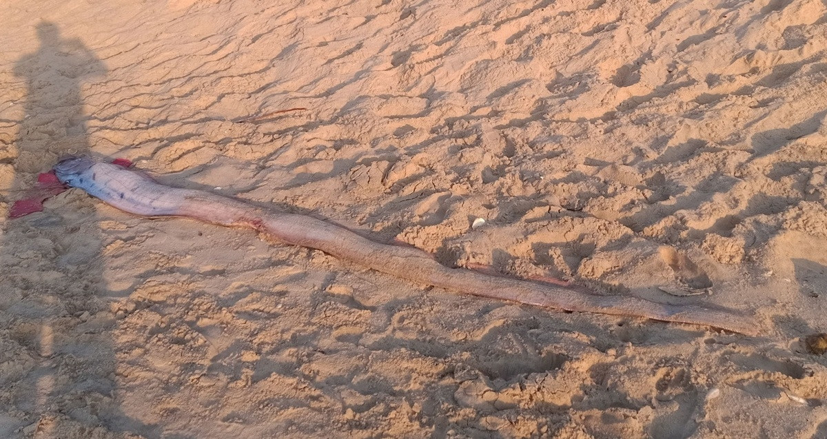 Tourists gather as rare deep-sea fish washes up in Mui Ne