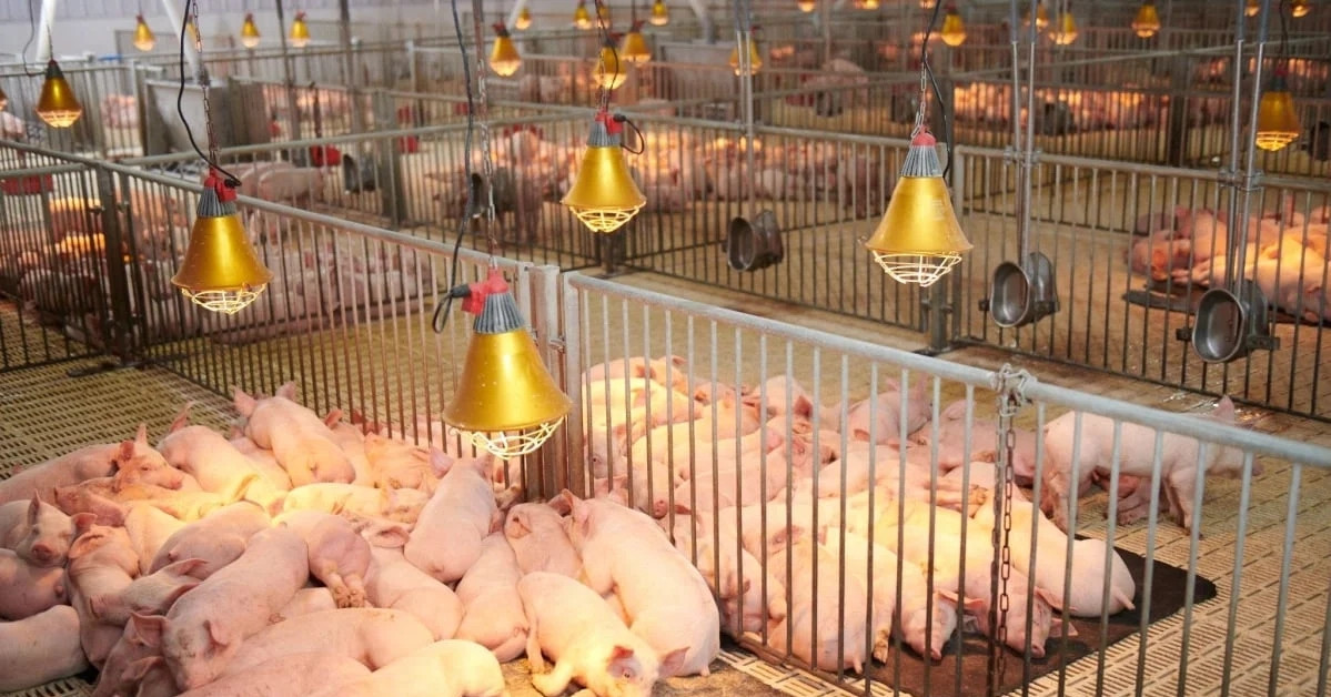 Vietnam’s livestock sector faces tough road to global ambitions