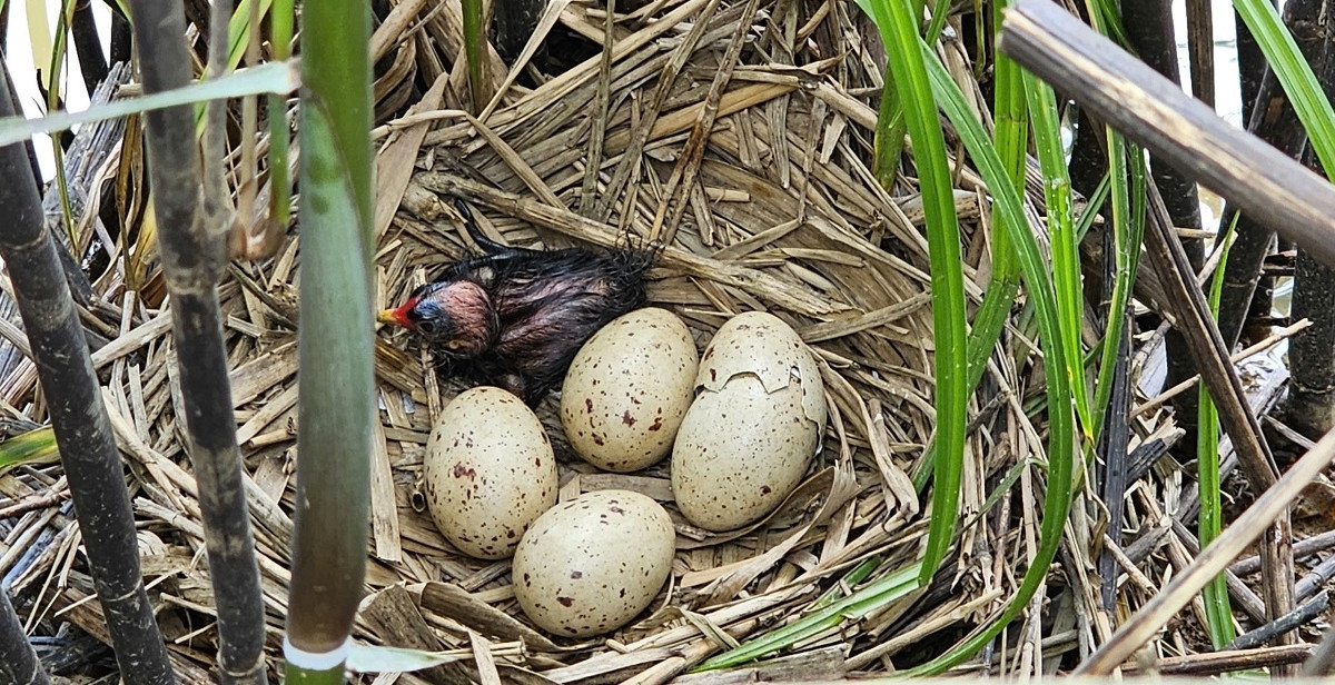 Where birds return and livelihoods grow in Quang Tri