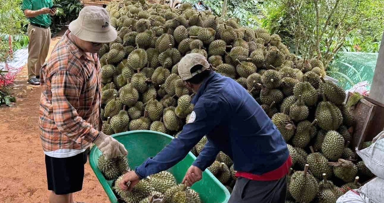 Dak Lak tightens durian trade to protect billion-dollar industry