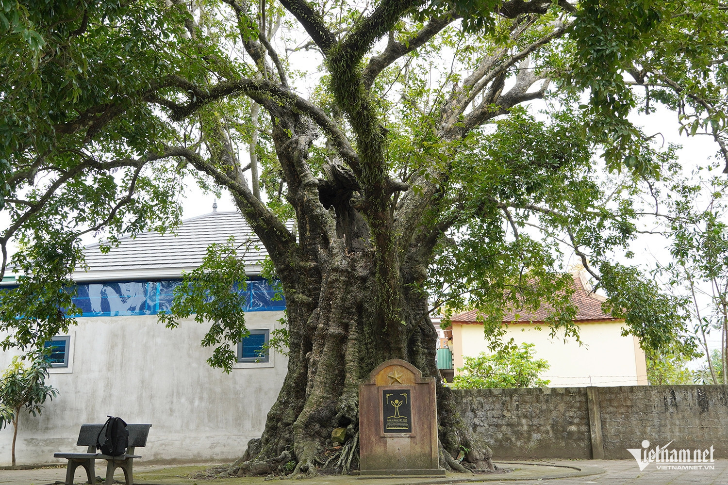 W-cây thị cổ 1.JPG.jpg