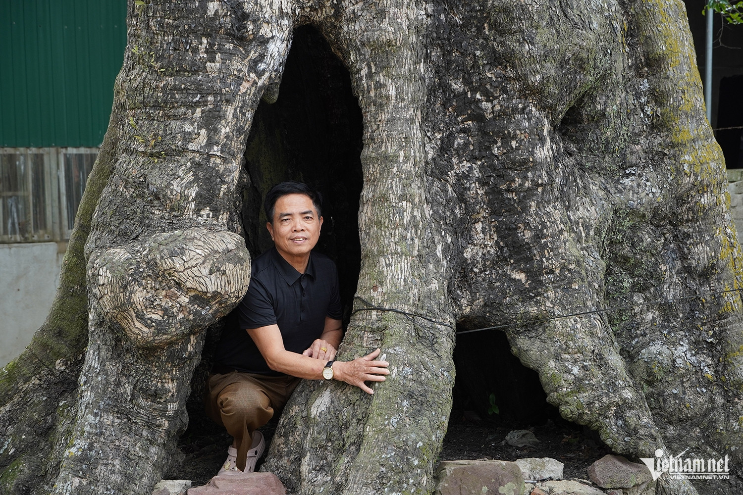 W-cây thị cổ.JPG.jpg