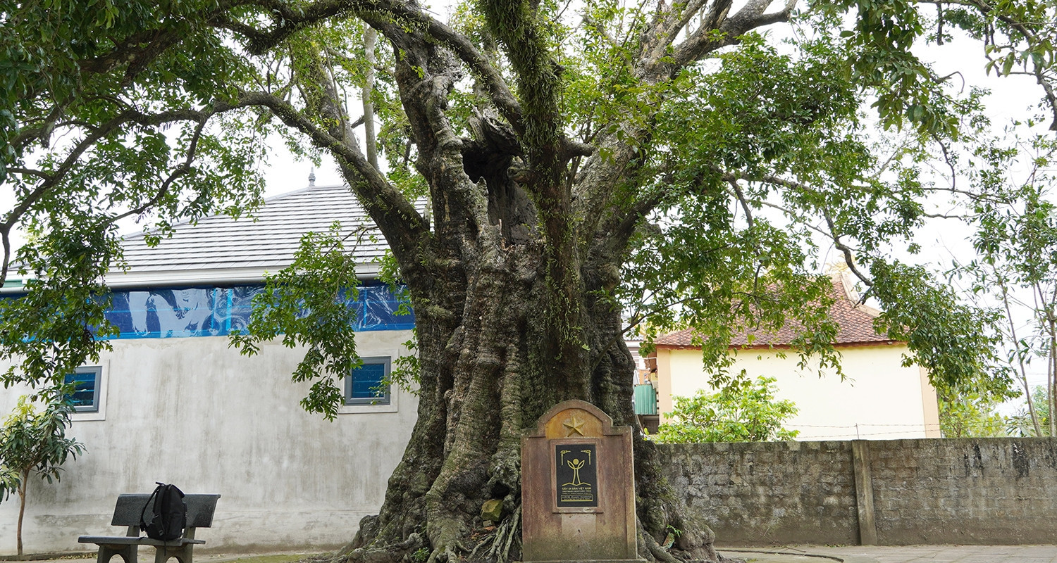 Ancient hollow trees still thrive after nearly 700 years in Nghe An