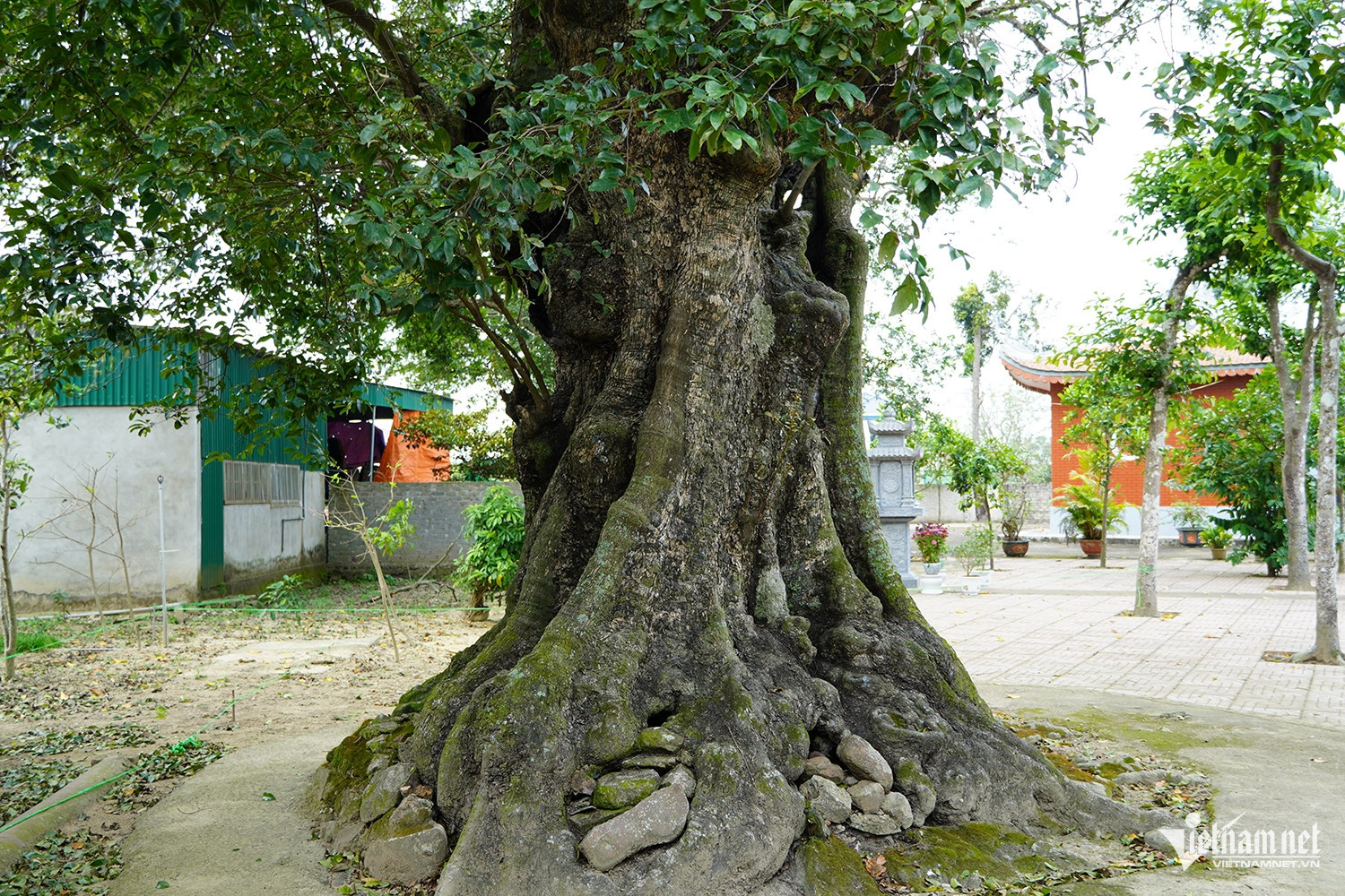 W-cây thị cổ 6.JPG.jpg