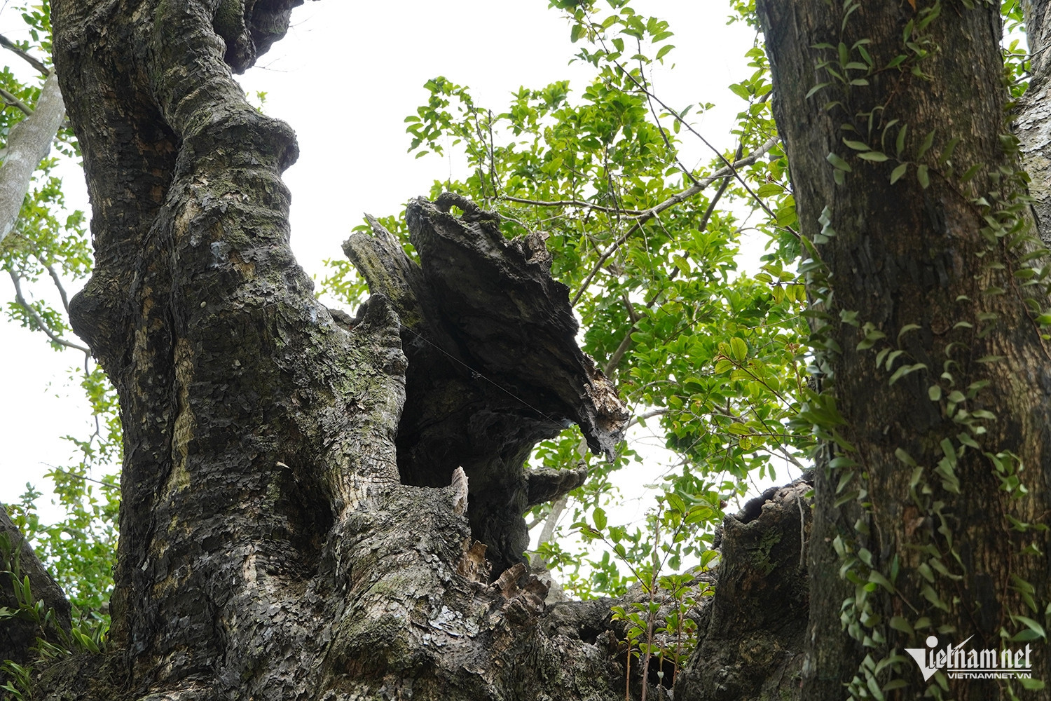 W-cây thị cổ 8.JPG.jpg