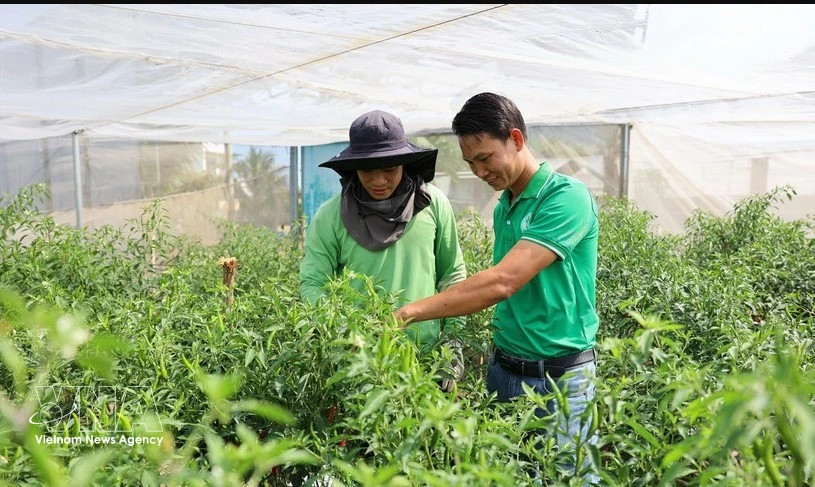 Vietnamese herbs gain ground in European market