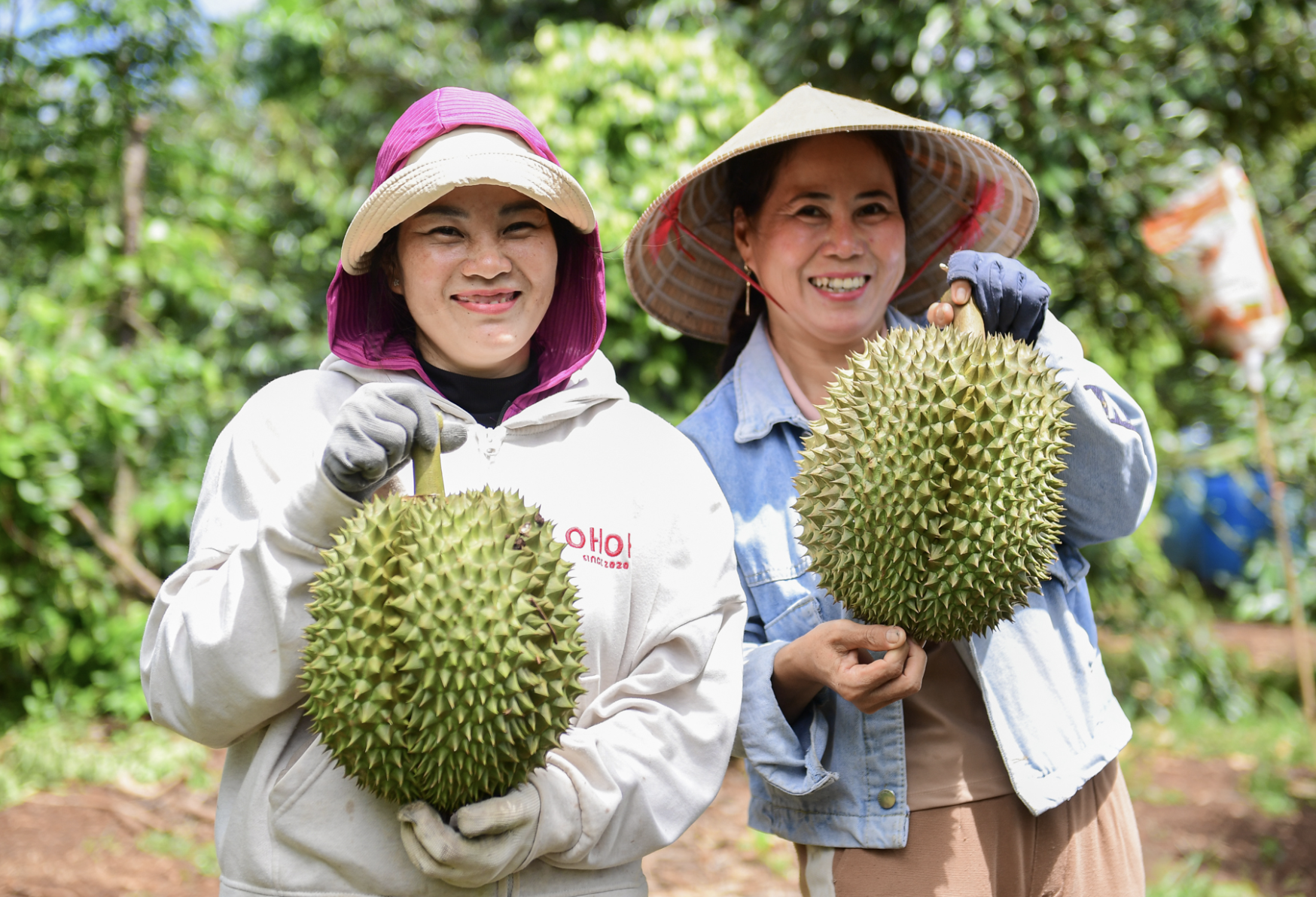 Durian boom puts Vietnam on track for global lead