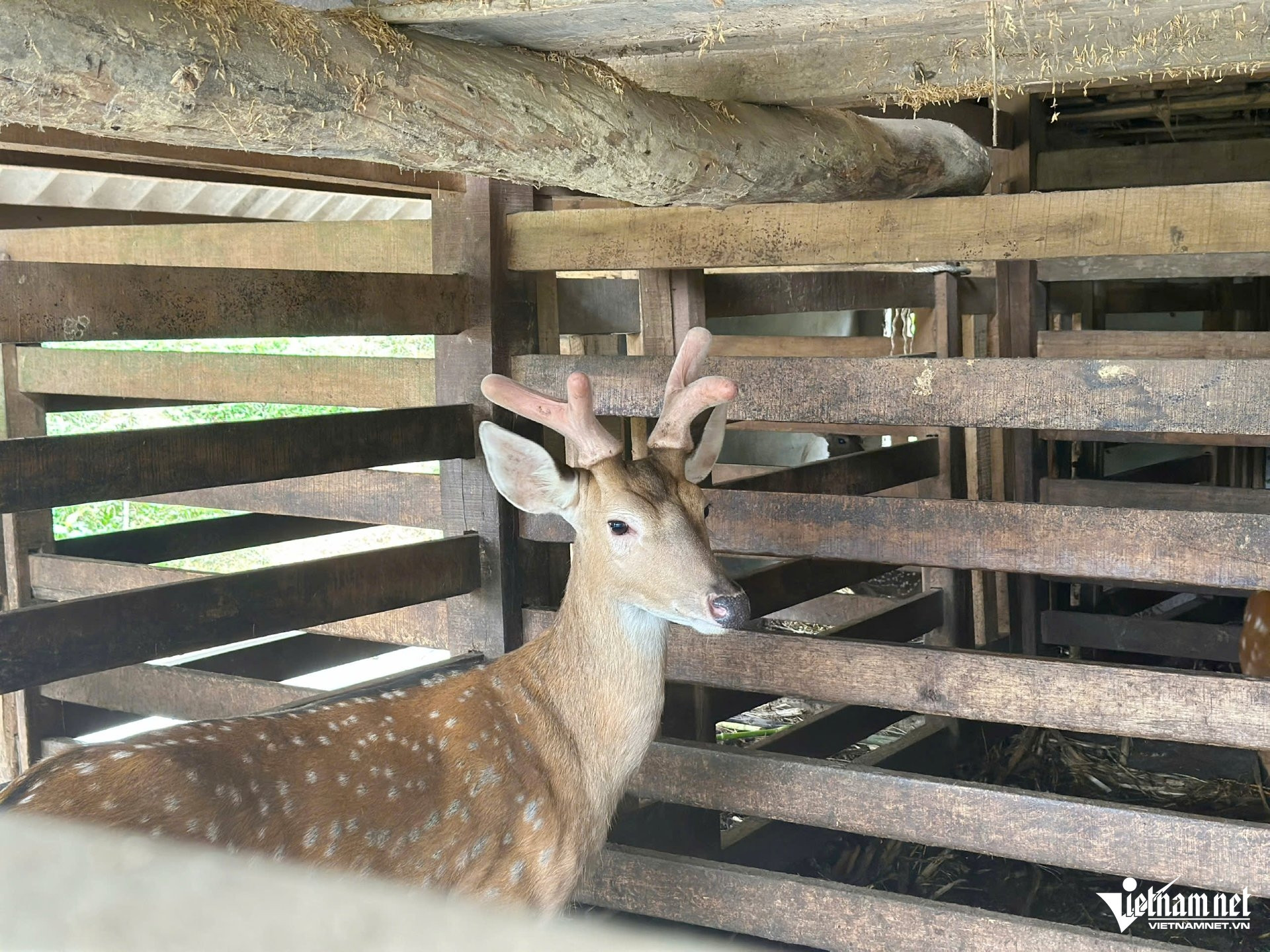 W-a nghề nuôi nhung2.jpg