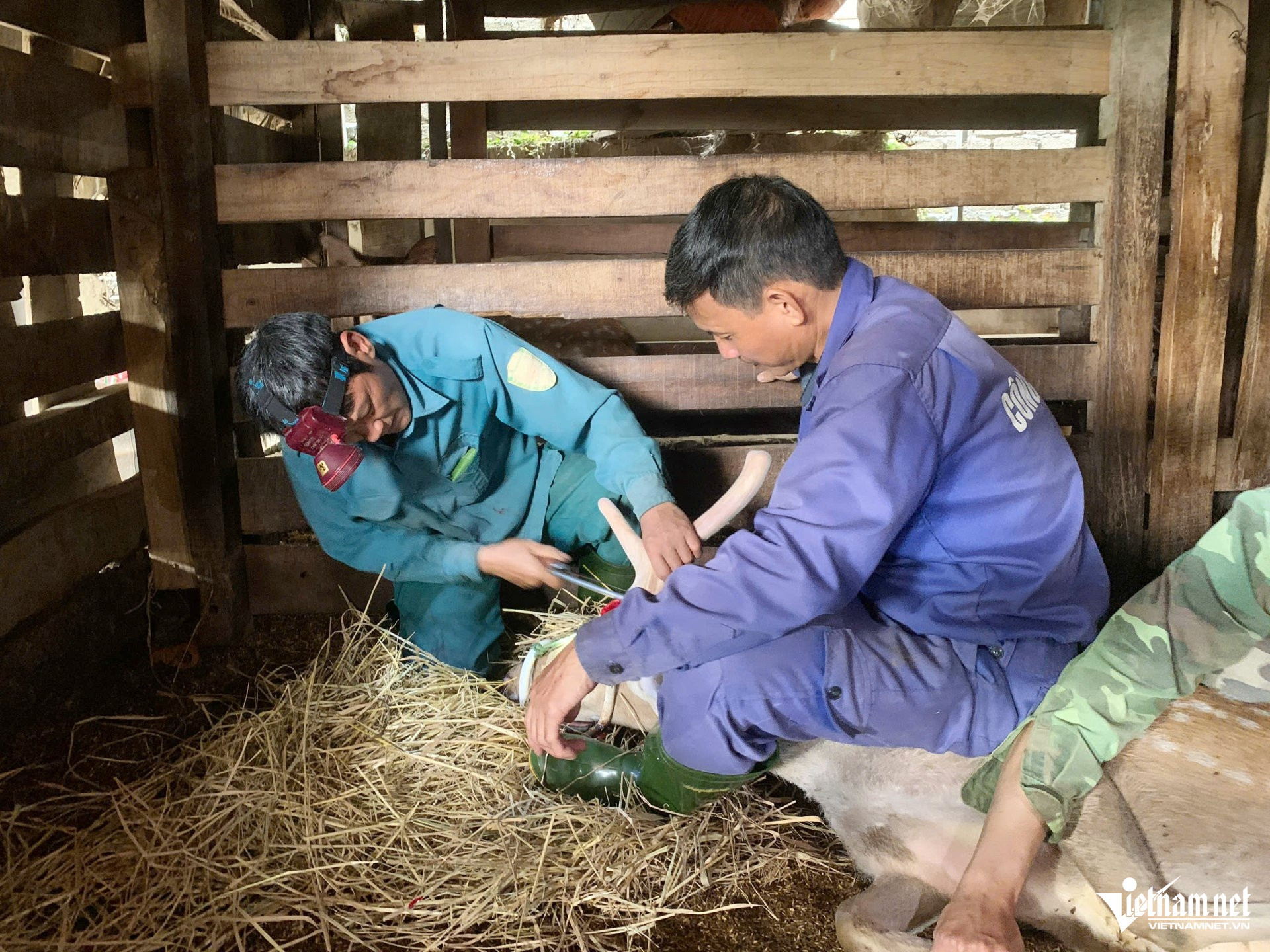 W-a nghề nuôi nhung4.jpg