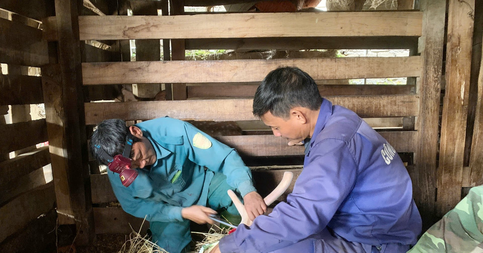 Deer velvet season boosts incomes for farmers in central Vietnam