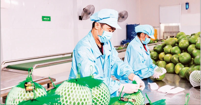 Vietnamese exporters adapt to escalating Middle East conflict