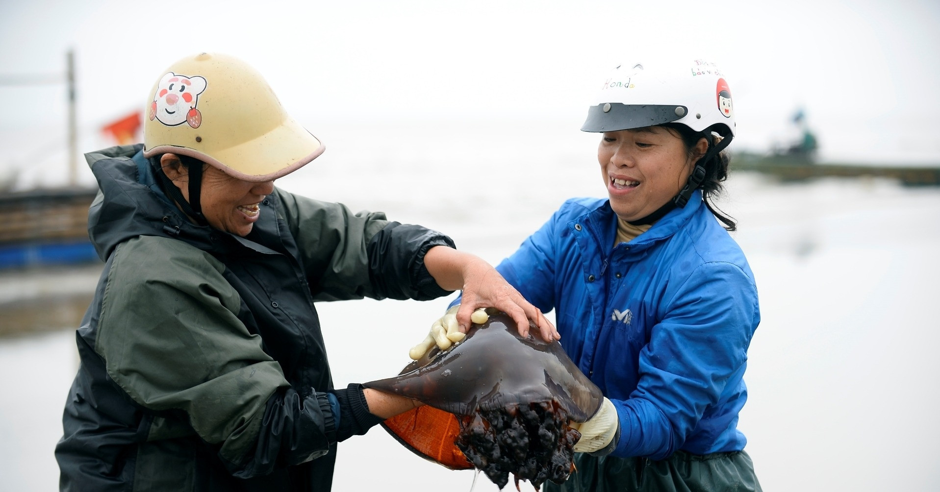 Floating jellyfish become valuable catch for coastal fishermen