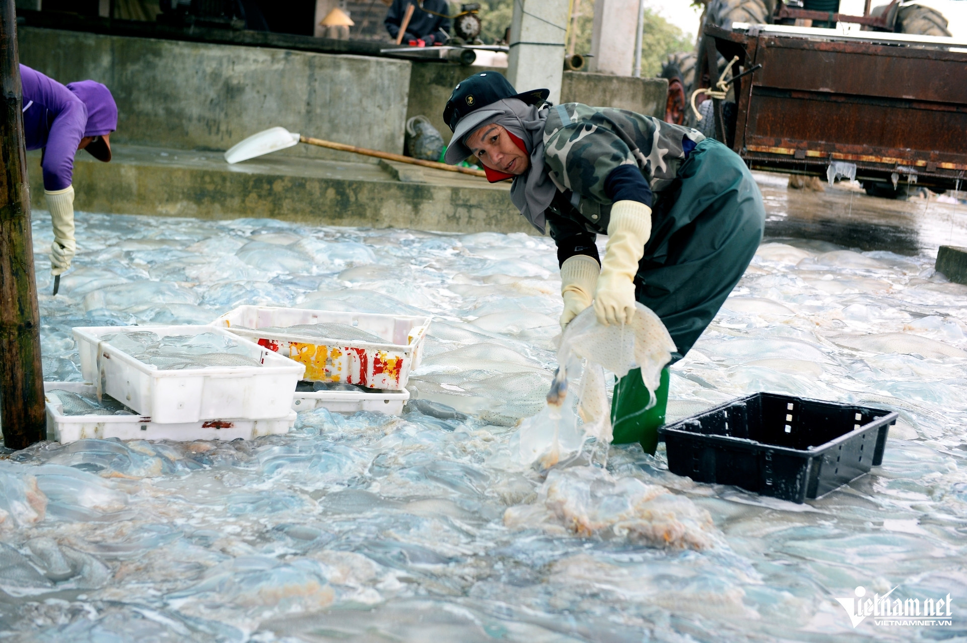 W-a6Vớt loài nổi trên biển ăn sần sật.JPG.jpg