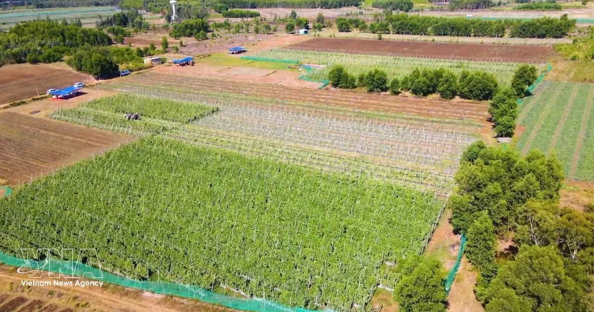 Data, digitalisation key to unlocking sustainable growth in VN agriculture