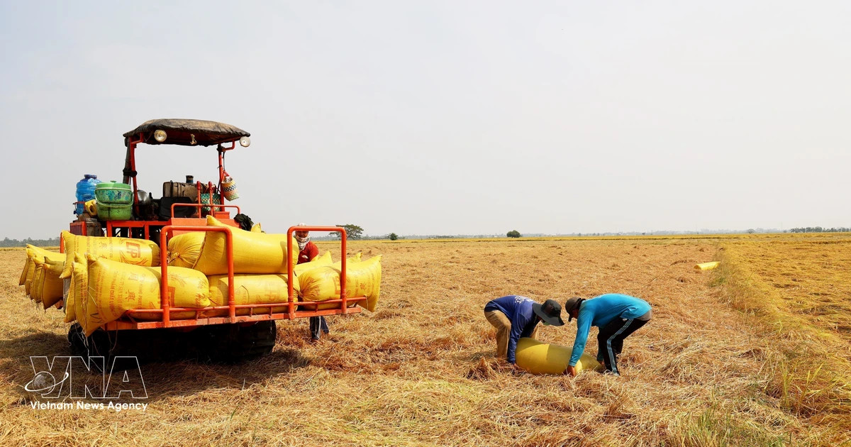 Vietnam seeks to expand rice export markets