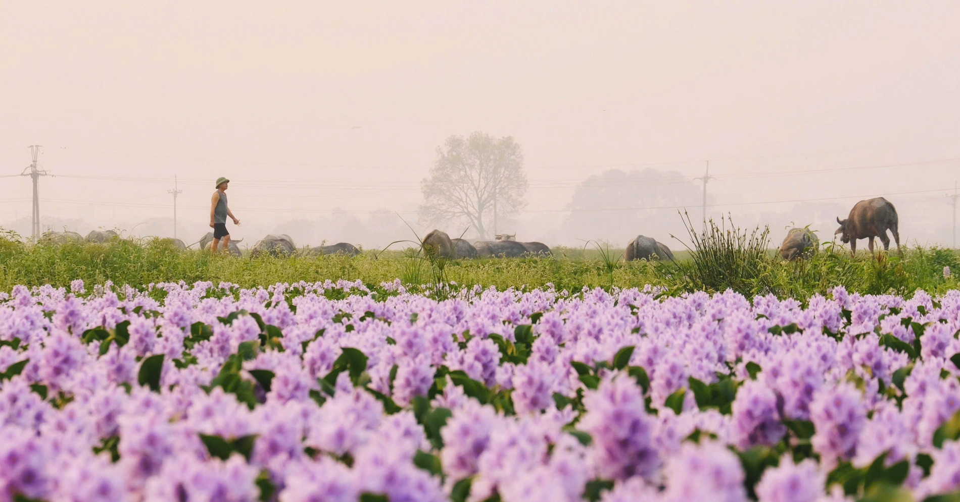 Purple blooms draw city dwellers to Hanoi’s outskirts