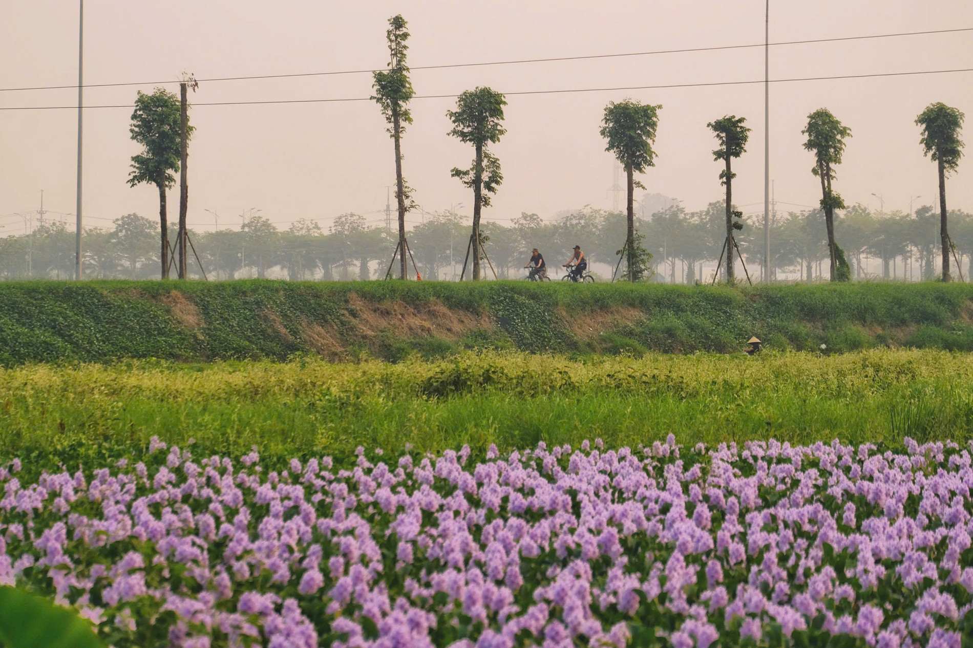 hoa lục bình 5.jpg