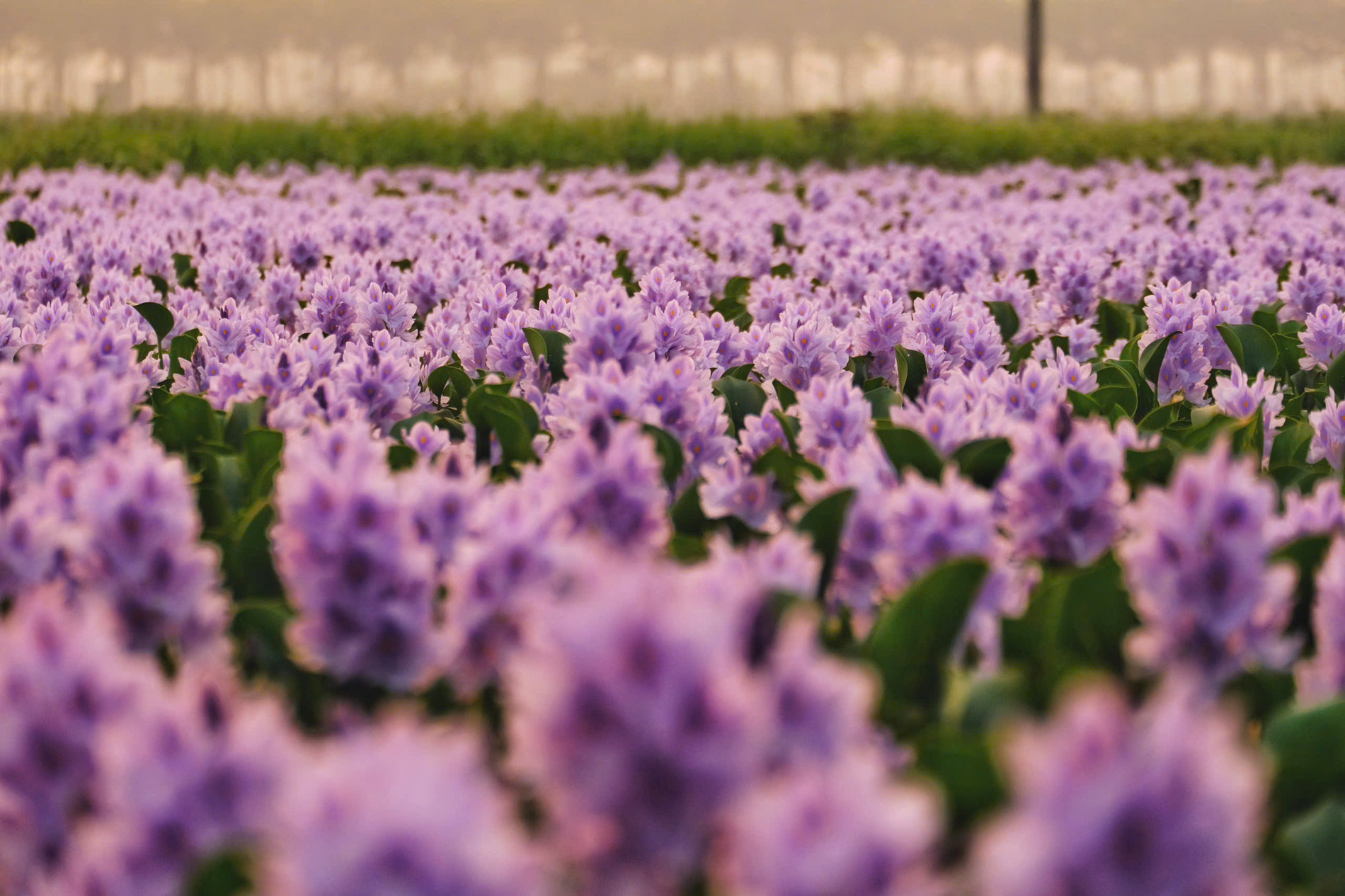 hoa lục bình 4.jpg