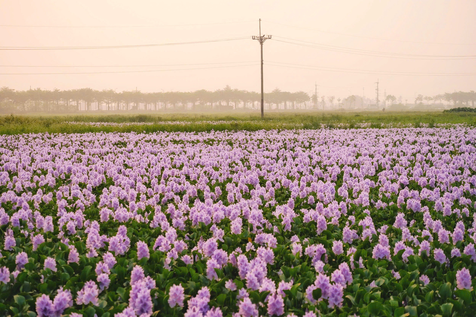 hoa lục bình 7.jpg