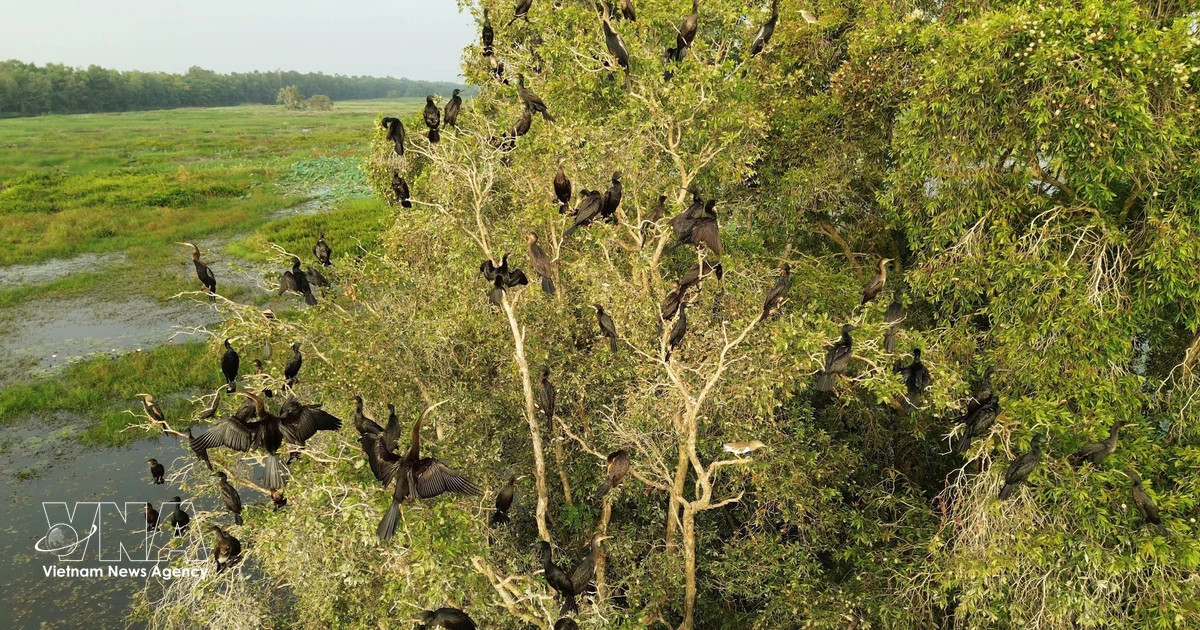 Efforts underway to revive wetlands at Tram Chim National Park