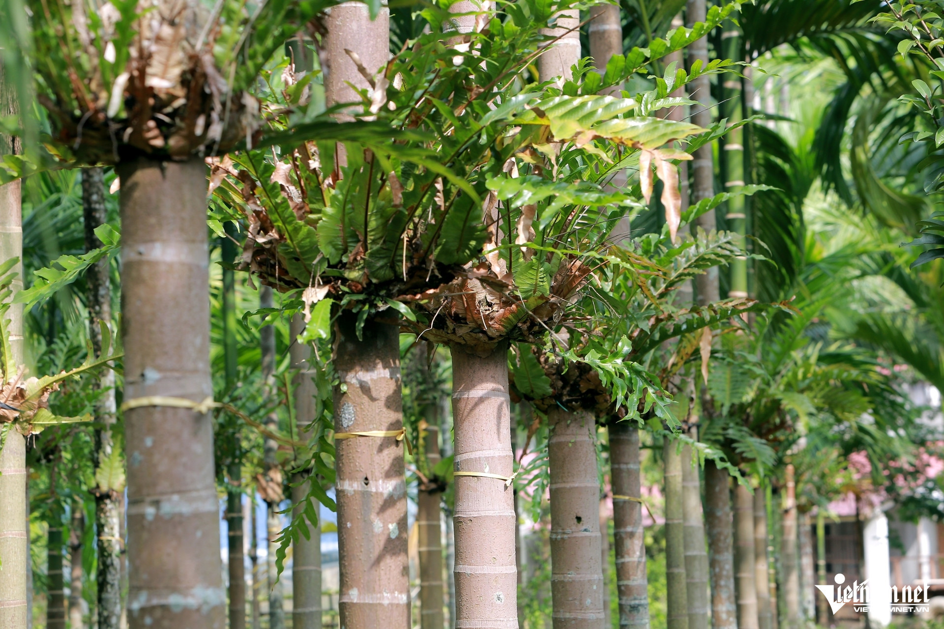 vietnam countryside2.jpg