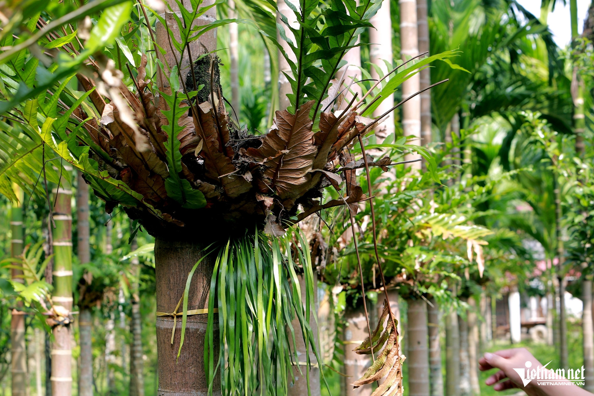 vietnam countryside3.jpg