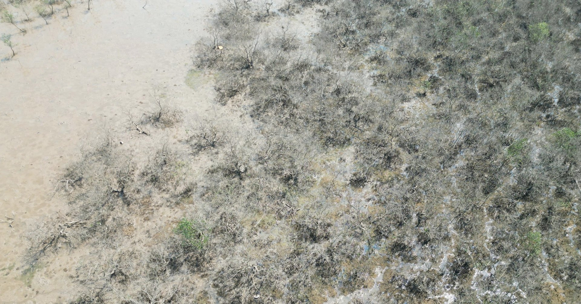 Mystery surrounds mangrove deaths along Ha Tinh coast