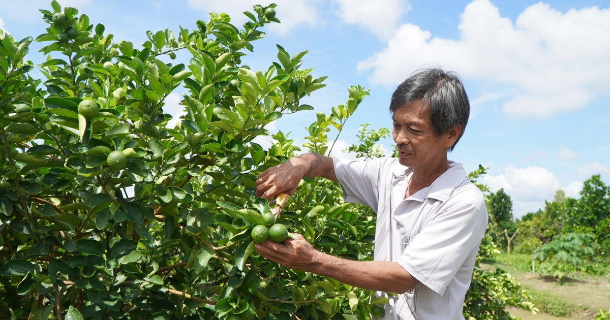 Protocol signed for pomelo, lemon exports to China